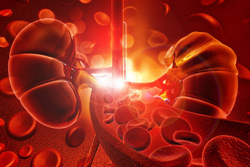 Wall Mural - Human kidney with blood cells, 3d render.