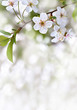 Blooming cherry tree, flowers with leaves on twig on a spring day with space for text