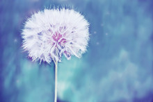 A Huge Fluffy White Dandelion Flower Ball.  Close-up. Soft Bright Backdrop. Lots Of Free Space. Soft Focus.
