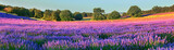 Lavender field in the morning