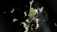 Yellow Lily Flower Exploding In Super Slow Motion, Shot With Phantom Flex 4K