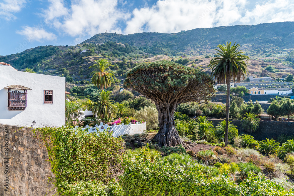 1000-jhriger Drachenbaum Drago Milenario auf Teneriffa in Icod de los  Vinos Stock Photo | Adobe Stock