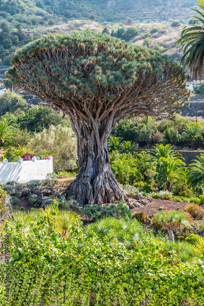 Stock-Foto Drago Milenario - 1000-jhrigen Drachenbaum auf Teneriffa in  Icod de los Vinos | Adobe Stock