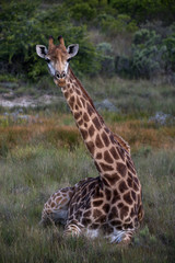 Wall Mural - Giraffe sitting in grass, facing toward camera