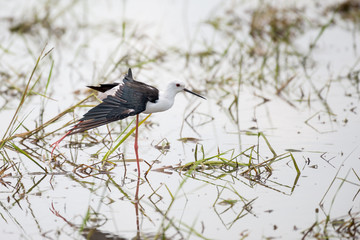 Wall Mural - Black winged Stilt