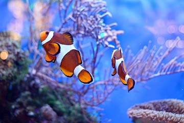 Canvas Print - Clownfish, Amphiprioninae, in aquarium tank with reef as background.