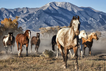 A Leader Of Running Horses With Mountain Backdrop