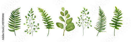 Vector designer elements set collection of green forest fern frond maidenhair...
