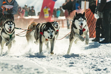 Husky Dogs On Winter Races