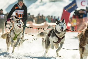 Wall Mural - husky dogs on winter races