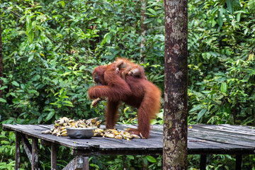 Borneo wildlife and orangutan