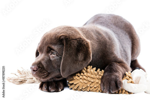 Brauner Labrador Retriever Welpe Liegt Eisam Deprimiert Und Krank Kaufen Sie Dieses Foto Und Finden Sie Ahnliche Bilder Auf Adobe Stock Adobe Stock