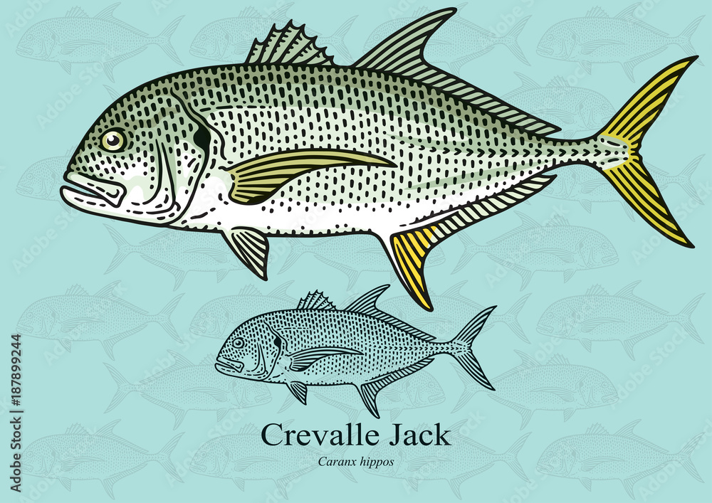 Crevalle Jack. Vector illustration for artwork in small sizes. Suitable for graphic and packaging design, educational examples, web, etc. - obrazy, fototapety, plakaty 