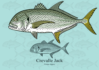 Wall Mural - Crevalle Jack. Vector illustration for artwork in small sizes. Suitable for graphic and packaging design, educational examples, web, etc.