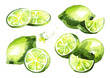 Fresh lime fruit compositions set. Watercolor hand drawn illustration