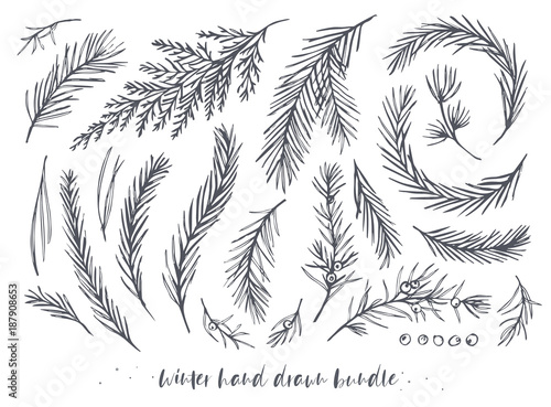Fotomural Vector hand drawn elements big set, bundle with winter tree, pine needles, juniper branches with berries, red wood, blue spruce, cedar evergreen leaf