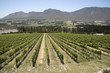 Hemel en Aarde valley Hermanus, Western Cape South Africa. December 2017. Vines of the Newton Johnson estete overlooked by the Kleinriviersberge Mountains