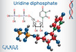 Uridine diphosphate (UDP) nucleotide molecule. Structural chemical formula and molecule model