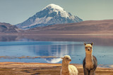 Fototapeta  - Alpaca's (Vicugna pacos) grazing on the shore of Lake Chungara at the base of Sajama volcano, in the northern Chile.