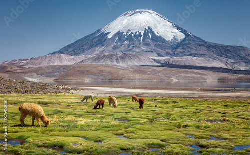 Plakat Alpaki (Vicugna pacos) pasące się na brzegu jeziora Chungara u podstawy wulkanu Parinacota, w północnym Chile.