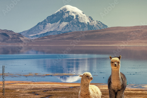 Plakat Alpaki (Vicugna pacos) pasące się na brzegu jeziora Chungara u podstawy wulkanu Sajama, w północnym Chile.