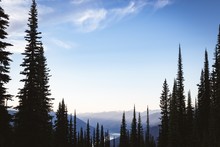Coniferous Trees Covered Over A Mountain