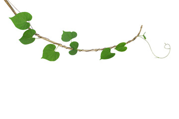 Poster - Heart-shaped green leaf climbing vine plant, Cowslip creeper twisted around dried twig isolated on white background, clipping path included.