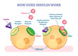 How does insulin work, illustrated vector diagram. Educational medical information. 
