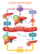 Insulin and glucagon vector illustration diagram. Educational medical information. 
