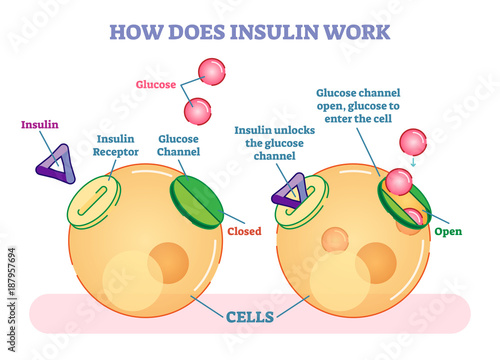 Fotografía How does insulin work, illustrated vector diagram