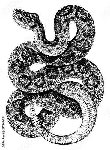 Cuadros en Lienzo Mojave Klapperschlange-Crotalus scutulatus-Rattlesnake-vintage