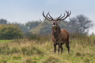 Aufkleber - A red deer stag full portrait standing in grassland and snorting facing forward with mouth open