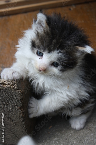 Fluffy Black White Kitten Buy This Stock Photo And Explore