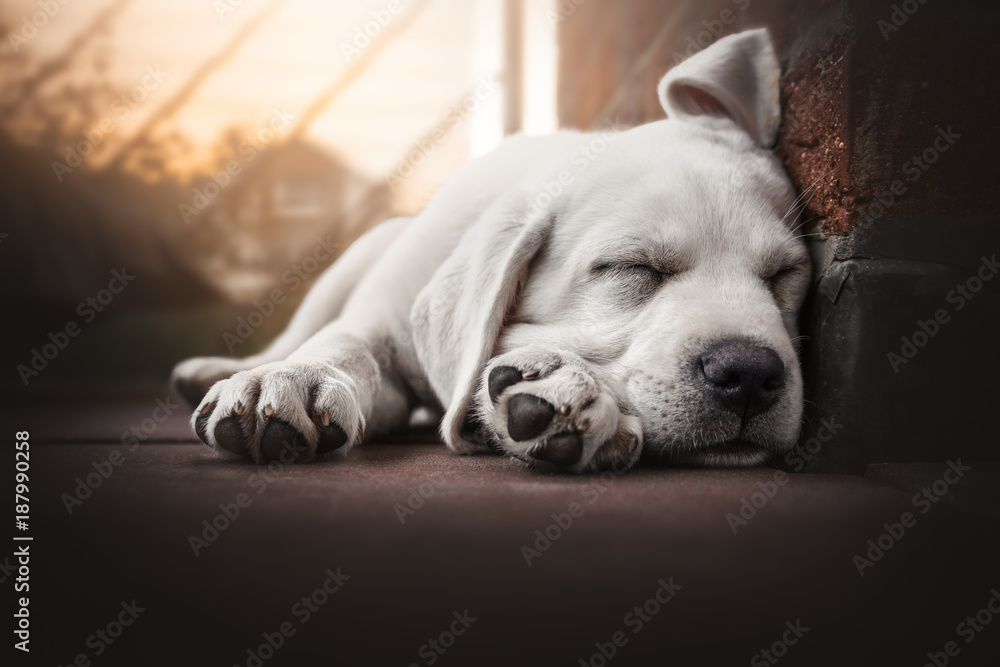 young cute labrador retriever dog puppy lies in the sun sleeping - obrazy, fototapety, plakaty 