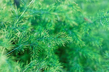  Fresh green bush background