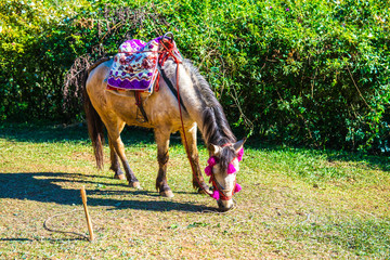 horse for tourism