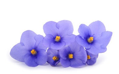 saintpaulia (african violets)