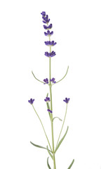 Poster - Lavender flower plant