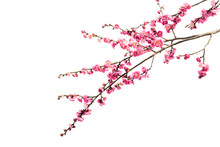 Plum Blossom In Early Spring. Located In Plum Blossom Hill, Nanjing, Jiangsu, China.