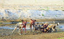 A Pack Of African Wild Gogs (Painted Dogs) Lycaon Pictus - Devouring A Recnt Kill In South Luangwa National Park, Zambia, Southern Africa
