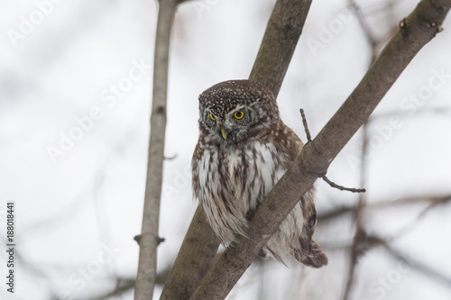 Eurasian Pygmy Owl With Snow On Face Sitting On Branch In