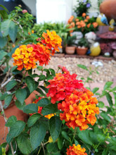 Orange Lantana Flowers