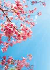 Wall Mural - beautiful sakura flower (cherry blossom) in spring. sakura tree flower on blue sky.