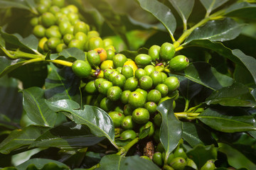 Coffee beans ripening on tree in North of Sumatra island,Indonesia