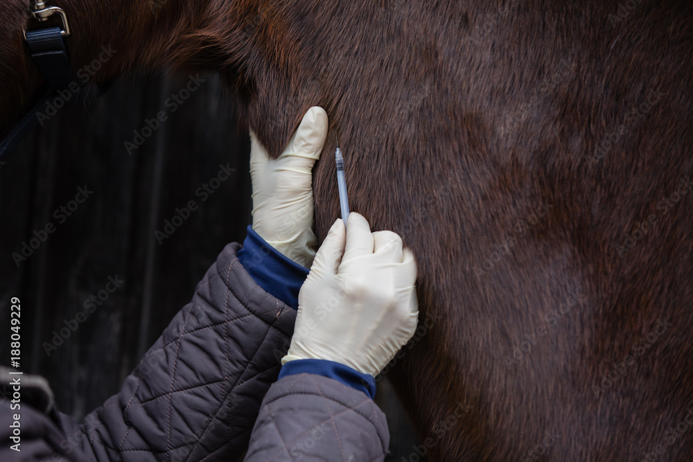 horse getting injection Stock Photo | Adobe Stock