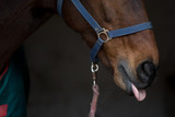 Fototapeta  - horse showing tongue