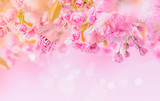 Sakura flower cherry blossom.