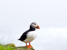 Puffin Standing On A Rocks