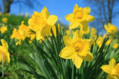 Gelbe Narzissen im Frühling Poster Mural XXL