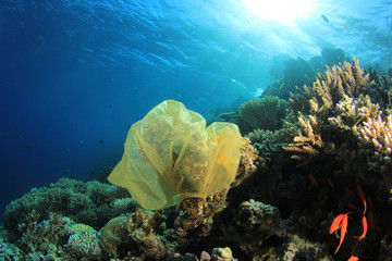 Poster - Plastic carrier bag pollution on underwater ocean coral reef